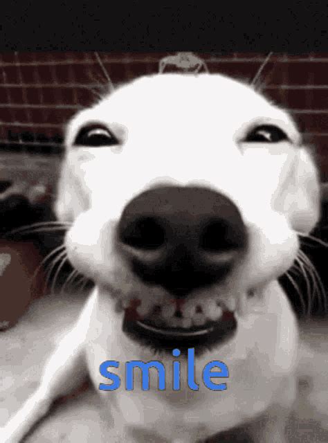 big smile gif|60+ Free Smiles & Smile animated GIFs and Stickers .